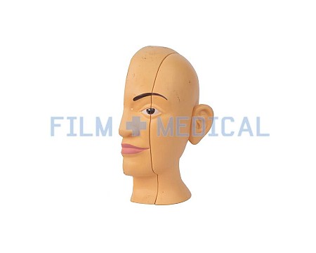 Sectional Anatomical Model Head